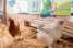 VakantiehuisNederland - Overijssel: Koe in de Kost 3  [31] 