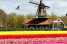 Holiday homeNetherlands - Noord-Holland: Another Day in Paradise  [27] 